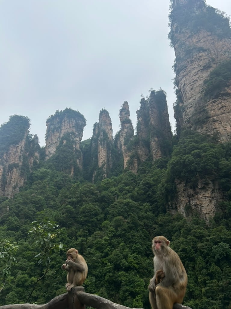 Nursing monkey in China